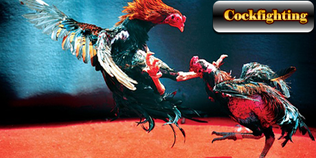 cockfighting